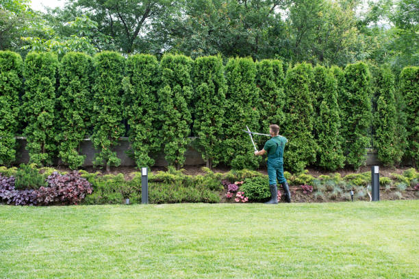 Professional  Tree Services in Meridian, PA